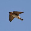 Cave Swallow